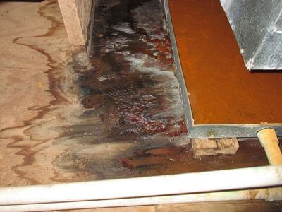 About Black Mold Removal Summit Park - black mold removal experts in Summit Park